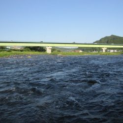 狩野川(狩野川漁業協同組合) 釣果