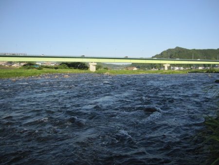 狩野川(狩野川漁業協同組合) 釣果