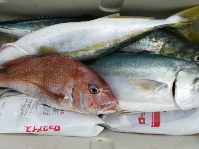 IDATEN（イダテン） 釣果