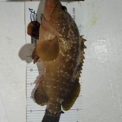 Magic（マジック） 釣果