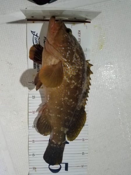 Magic（マジック） 釣果