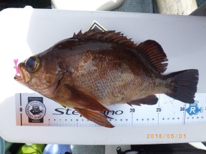 石川丸 釣果