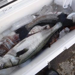 BlueNote Fishing Taxi 釣果