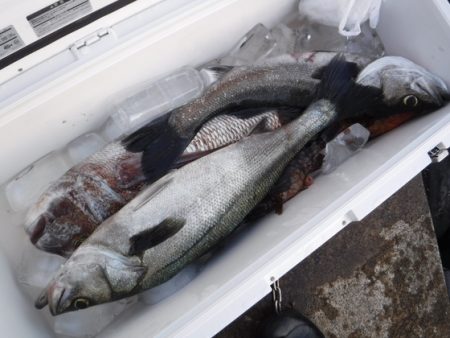 BlueNote Fishing Taxi 釣果