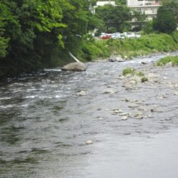 狩野川(狩野川漁業協同組合) 釣果