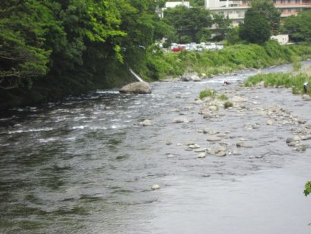 狩野川(狩野川漁業協同組合) 釣果