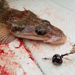 遊漁船 ニライカナイ 釣果