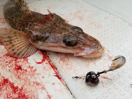 遊漁船 ニライカナイ 釣果