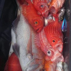 遊漁船 新鋭丸 釣果