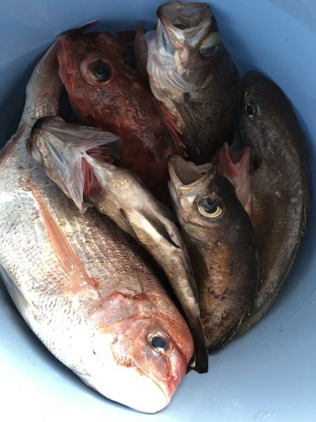 第二辰丸 釣果