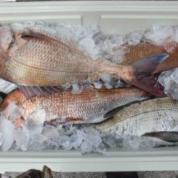 大進丸(新潟) 釣果