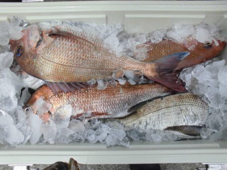 大進丸(新潟) 釣果