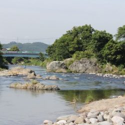 狩野川(狩野川漁業協同組合) 釣果