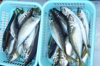 松福丸 釣果