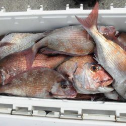 大進丸(新潟) 釣果