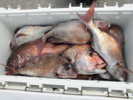 大進丸(新潟) 釣果