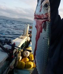 松福丸 釣果