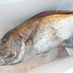 こうゆう丸 釣果