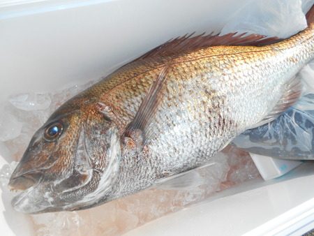 こうゆう丸 釣果