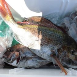 大進丸(新潟) 釣果