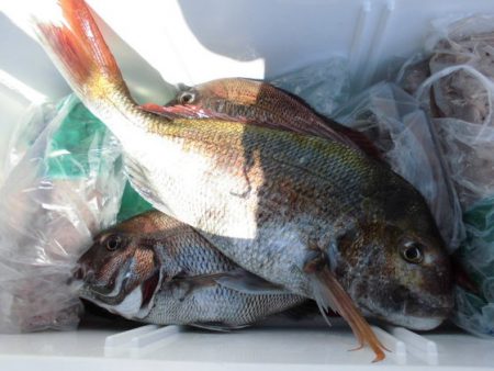 大進丸(新潟) 釣果