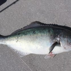 へいみつ丸 釣果