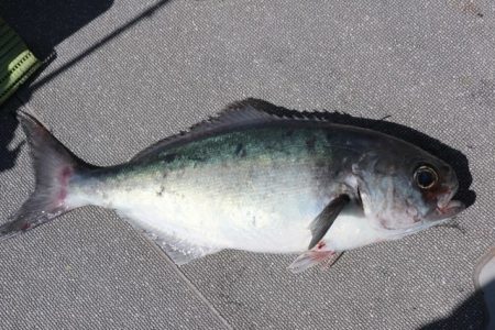 へいみつ丸 釣果