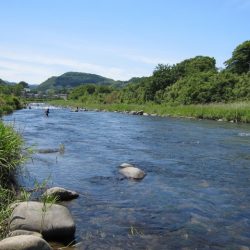 狩野川(狩野川漁業協同組合) 釣果