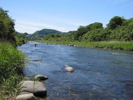 狩野川(狩野川漁業協同組合) 釣果