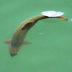 小菅トラウトガーデン 釣果