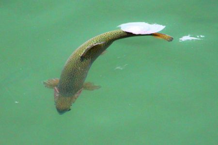 小菅トラウトガーデン 釣果