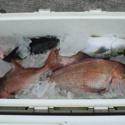 大進丸(新潟) 釣果