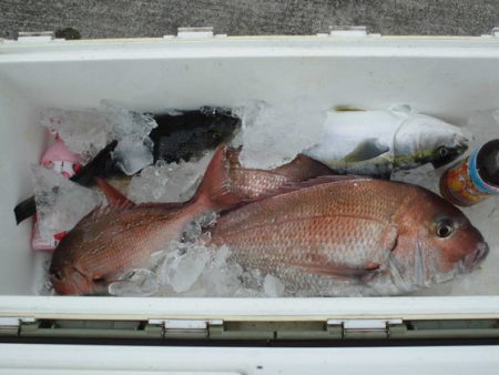 大進丸(新潟) 釣果