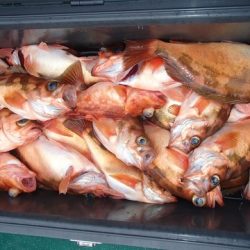 第二むつ漁丸 釣果