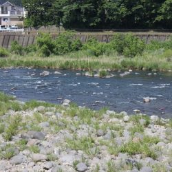 狩野川(狩野川漁業協同組合) 釣果