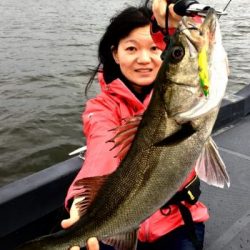 シーマジカル 釣果