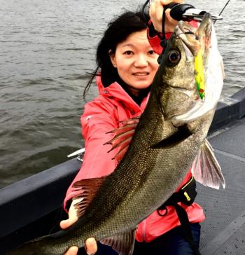 シーマジカル 釣果