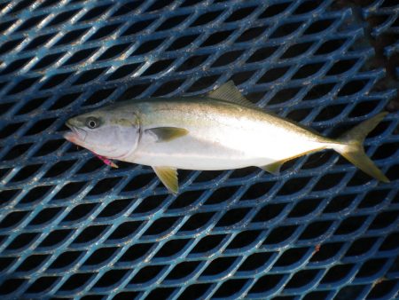 オリジナルメーカー海づり公園(市原市海づり施設) 釣果