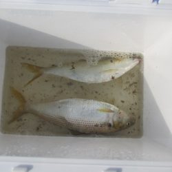 オリジナルメーカー海づり公園(市原市海づり施設) 釣果