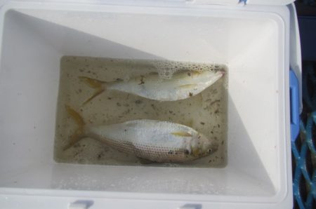 オリジナルメーカー海づり公園(市原市海づり施設) 釣果