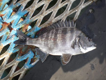オリジナルメーカー海づり公園(市原市海づり施設) 釣果