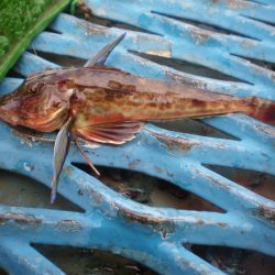 オリジナルメーカー海づり公園(市原市海づり施設) 釣果