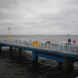 オリジナルメーカー海づり公園(市原市海づり施設) 釣果