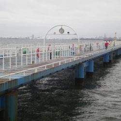 オリジナルメーカー海づり公園(市原市海づり施設) 釣果