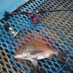 オリジナルメーカー海づり公園(市原市海づり施設) 釣果