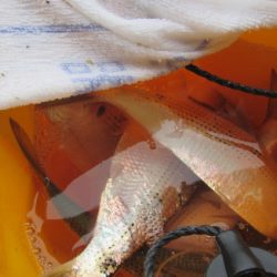 オリジナルメーカー海づり公園(市原市海づり施設) 釣果