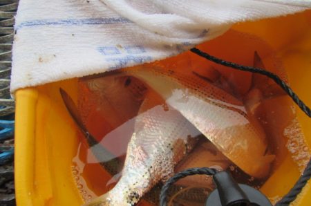 オリジナルメーカー海づり公園(市原市海づり施設) 釣果