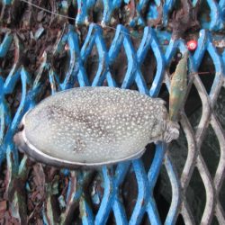 オリジナルメーカー海づり公園(市原市海づり施設) 釣果