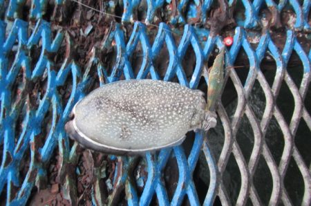 オリジナルメーカー海づり公園(市原市海づり施設) 釣果