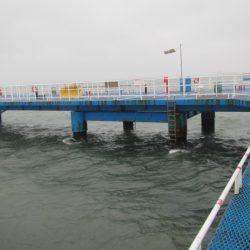 オリジナルメーカー海づり公園(市原市海づり施設) 釣果